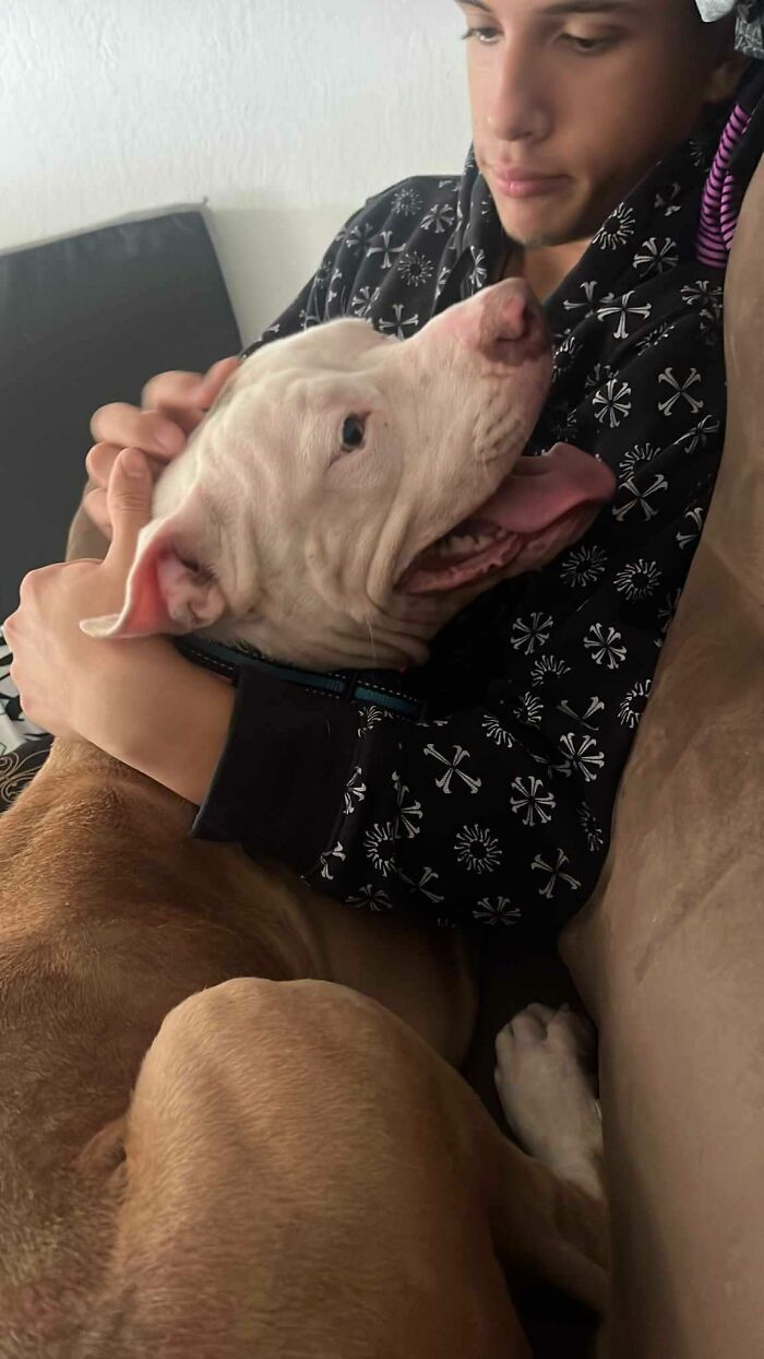 Meet Olivia, A Smart Pup Who Stopped Every Car In Traffic Asking For Help Meet Olivia, A Smart Pup Who Stopped Every Car In Traffic Asking For Help