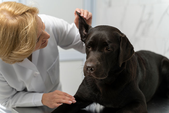 How to Remove Skin Tags on Dogs: All You Need to Know How to Remove Skin Tags on Dogs: All You Need to Know