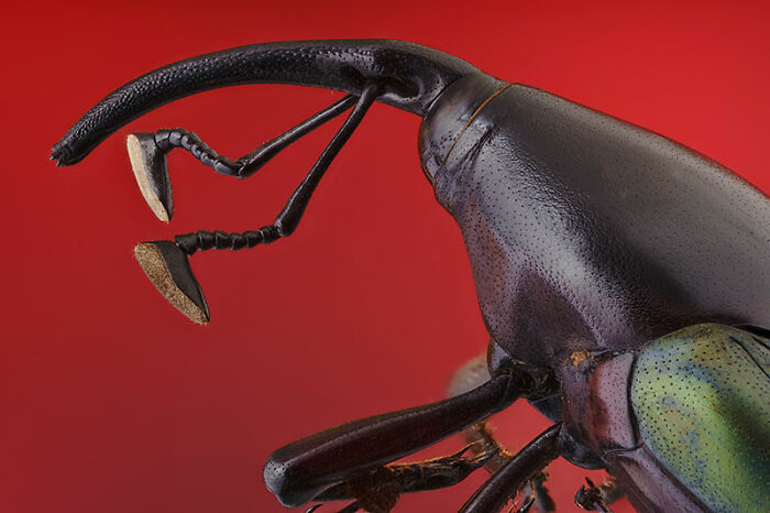 The EISA Maestro Awards 2023: Explore The Beauty Of “The Animal Kingdom” Through 29 Captivating Photos