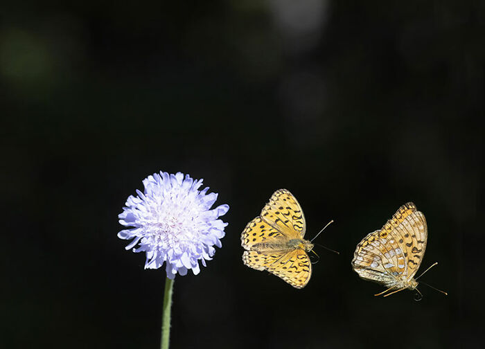 The EISA Maestro Awards 2023: Explore The Beauty Of “The Animal Kingdom” Through 29 Captivating Photos