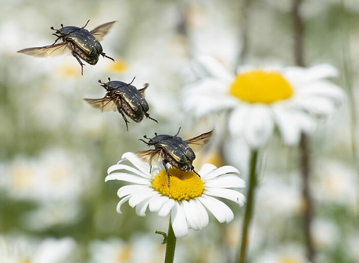 The EISA Maestro Awards 2023: Explore The Beauty Of “The Animal Kingdom” Through 29 Captivating Photos