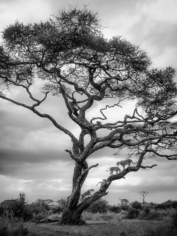 The EISA Maestro Awards 2023: Explore The Beauty Of “The Animal Kingdom” Through 29 Captivating Photos