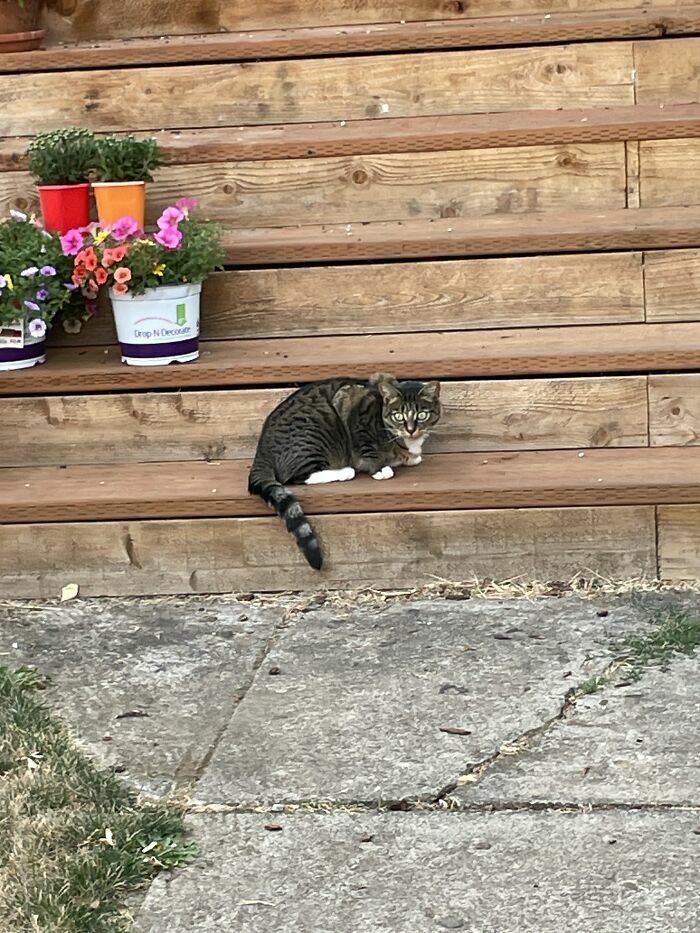 Hey Pandas, Show Us Your Blue-Eyed Cat (Closed)