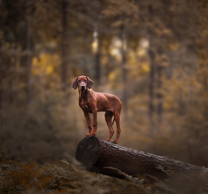 Here Are 22 Of My Favorite Photos Of Dogs I Took During Autumn (New Pics) Here Are 22 Of My Favorite Photos Of Dogs I Took During Autumn (New Pics)