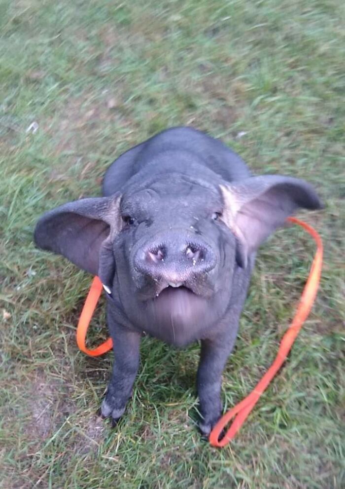 Meet Pudding, A Meishan Pig Who Became A Pet For Her Handler Meet Pudding, A Meishan Pig Who Became A Pet For Her Handler
