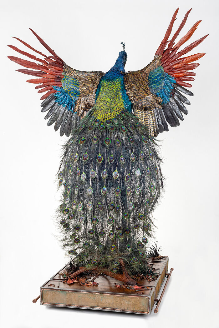 I Spent A Year Making This Life-Sized Peacock Sculpture One Feather At A Time I Spent A Year Making This Life-Sized Peacock Sculpture One Feather At A Time
