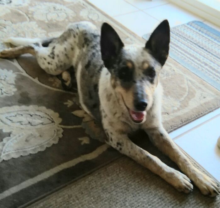 Hey Pandas, Share A Photo Of Your Crazy Pet