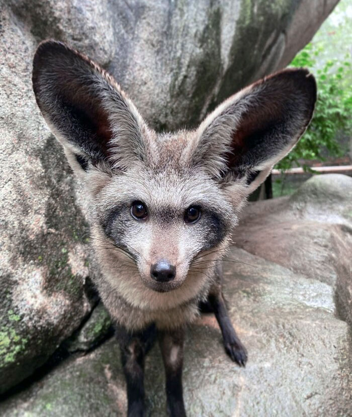 “A Few Sizes Too Big”: 50 Animals That Were Gifted With Enormous Ears “A Few Sizes Too Big”: 50 Animals That Were Gifted With Enormous Ears