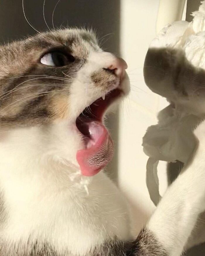 50 Times Cat Owners Hilariously Caught Their Beloved Pets Malfunctioning (New Pics)