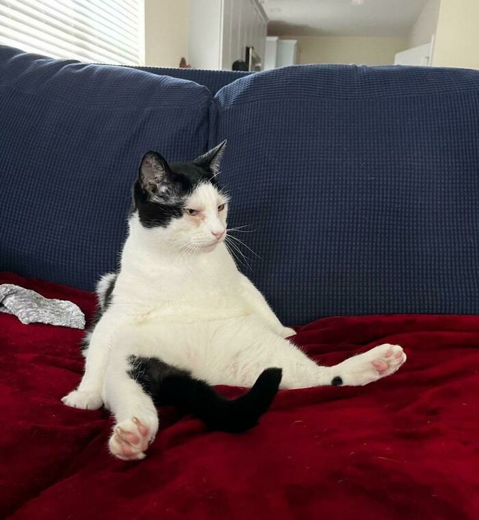 50 Times Cat Owners Hilariously Caught Their Beloved Pets Malfunctioning (New Pics)