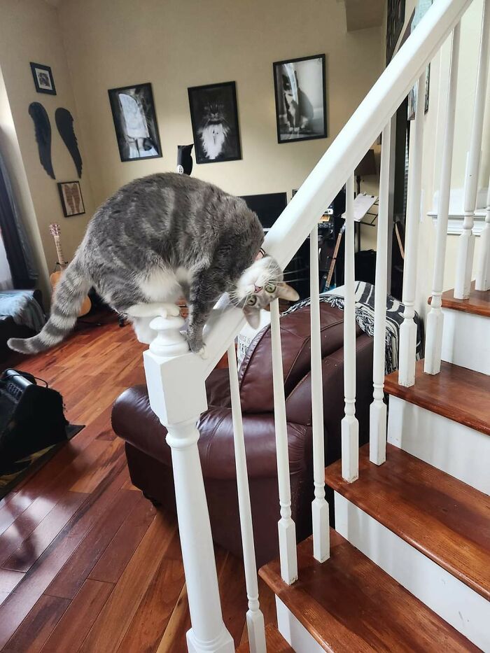 50 Times Cat Owners Hilariously Caught Their Beloved Pets Malfunctioning (New Pics)