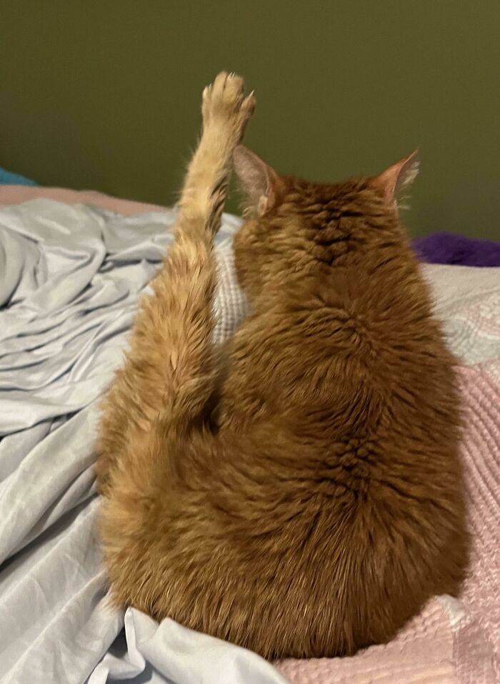 50 Times Cat Owners Hilariously Caught Their Beloved Pets Malfunctioning (New Pics)