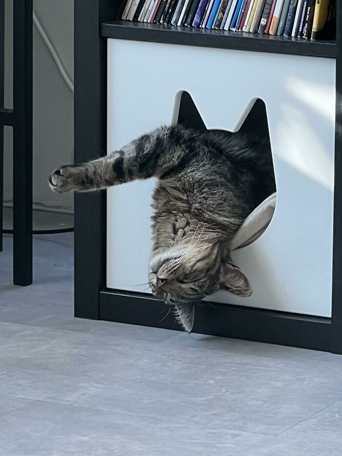 50 Times Cat Owners Hilariously Caught Their Beloved Pets Malfunctioning (New Pics)