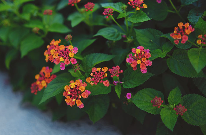 Lantana Flowers: A Complete Guide to Growth and Care