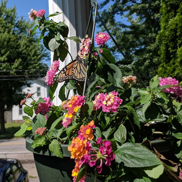 Lantana Flowers: A Complete Guide to Growth and Care