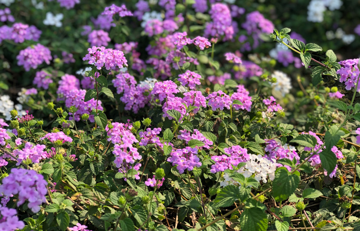 Lantana Flowers: A Complete Guide to Growth and Care