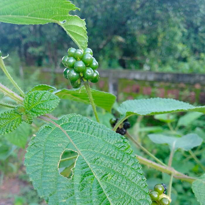 Lantana Flowers: A Complete Guide to Growth and Care Lantana Flowers: A Complete Guide to Growth and Care