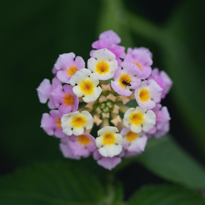 Lantana Flowers: A Complete Guide to Growth and Care