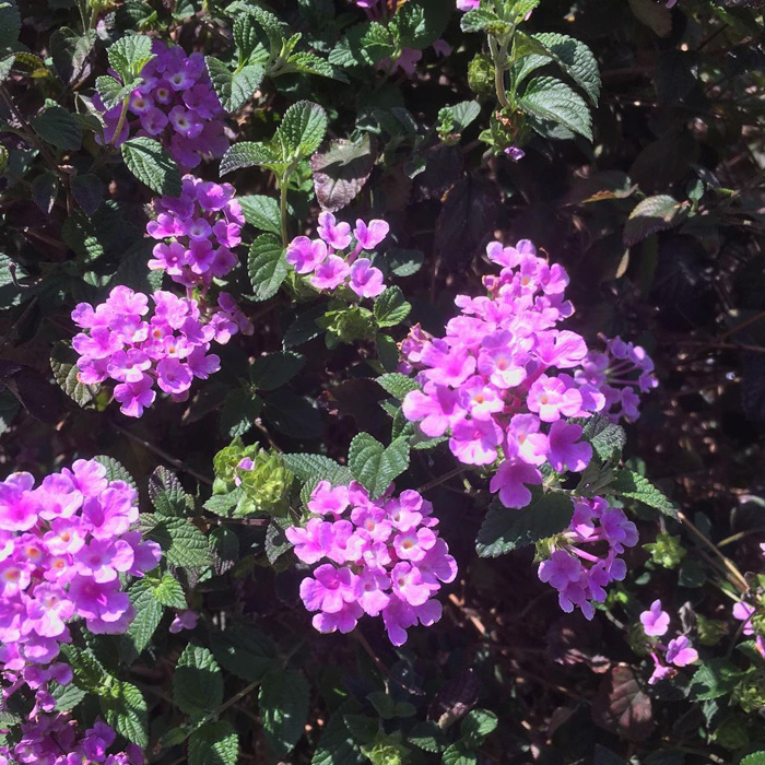 Lantana Flowers: A Complete Guide to Growth and Care