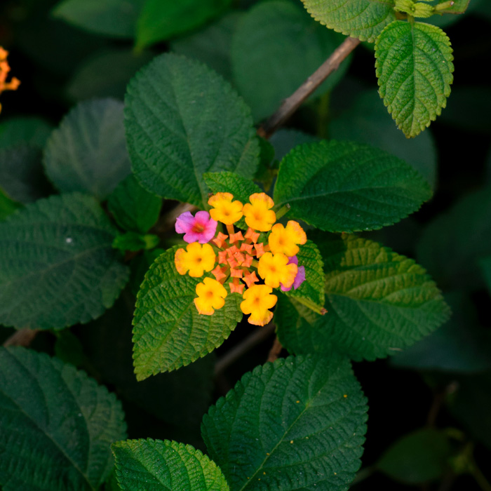 Lantana Flowers: A Complete Guide to Growth and Care