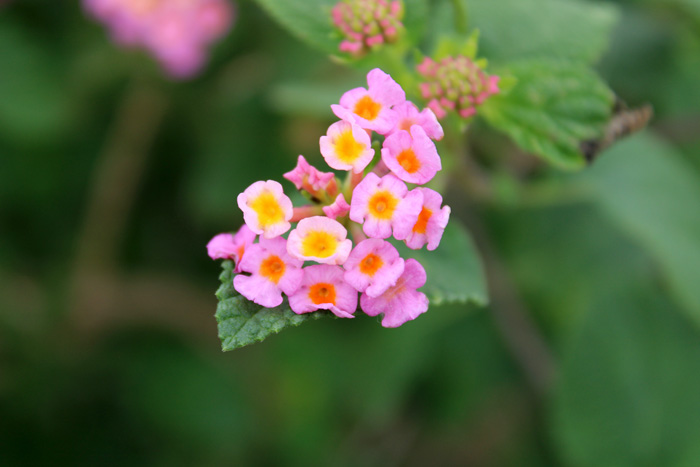 Lantana Flowers: A Complete Guide to Growth and Care Lantana Flowers: A Complete Guide to Growth and Care