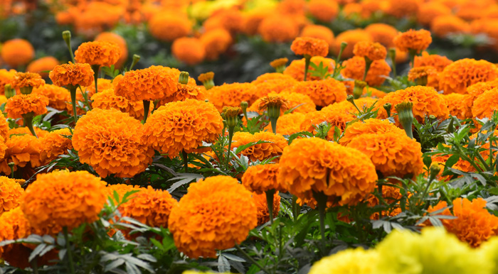 Lantana Flowers: A Complete Guide to Growth and Care