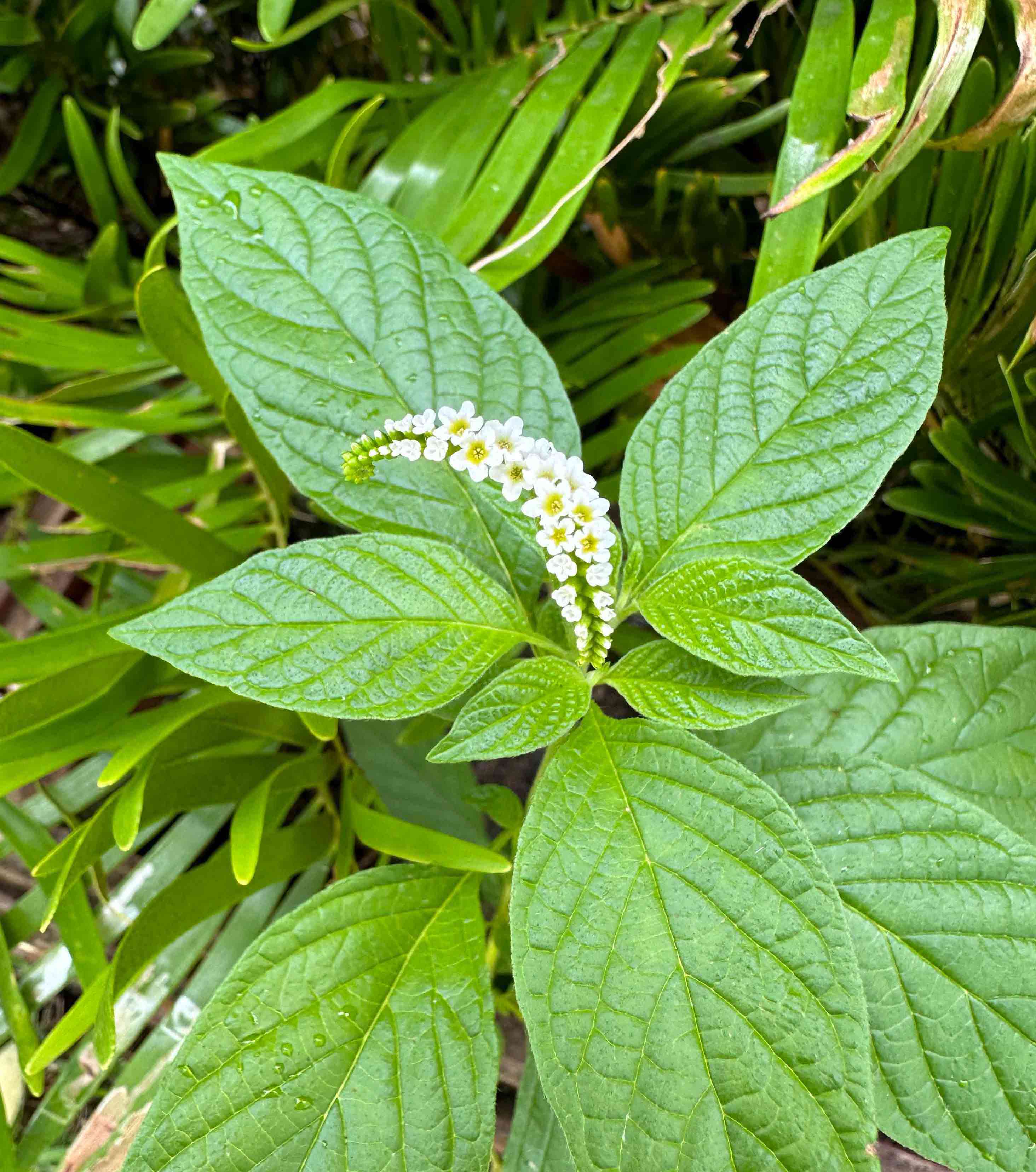 Mastering the Art of Growing Heliotropes