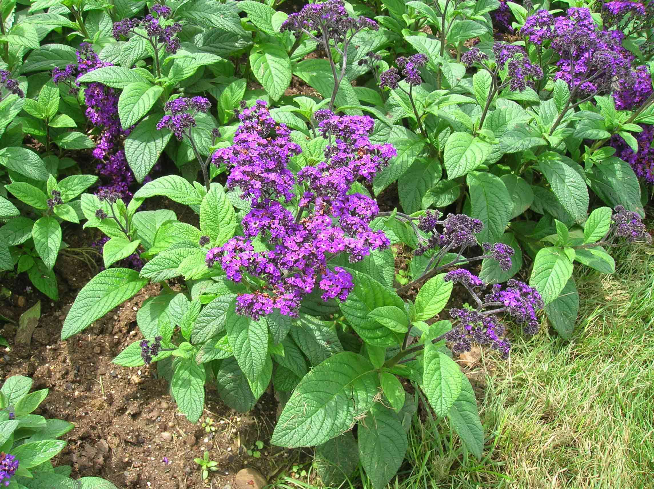 Mastering the Art of Growing Heliotropes