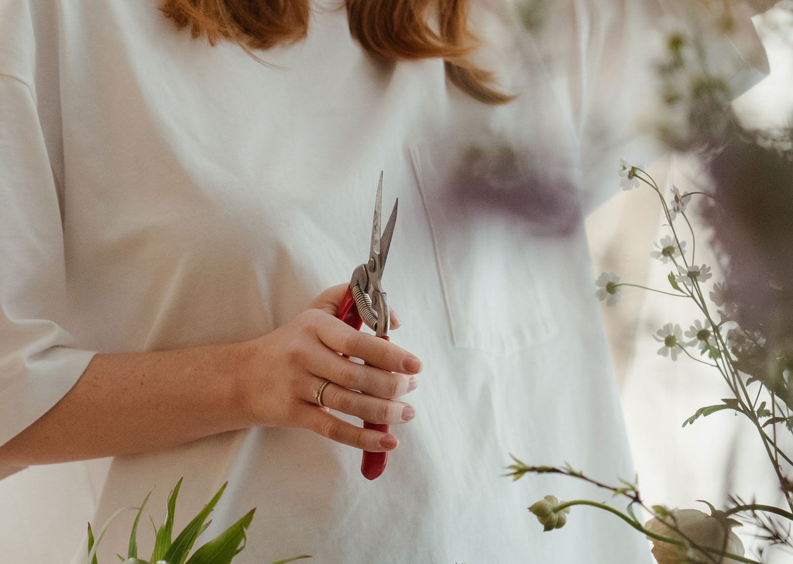 Mastering the Art of Growing Heliotropes