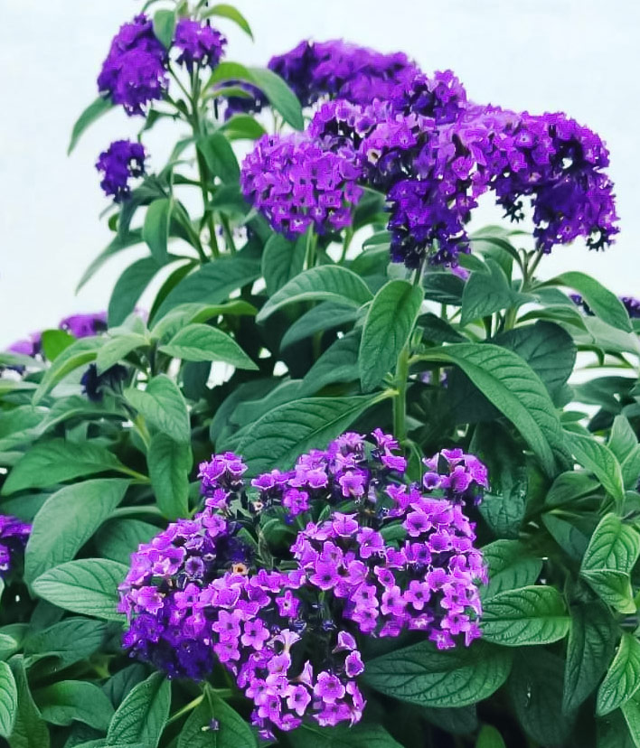 Mastering the Art of Growing Heliotropes