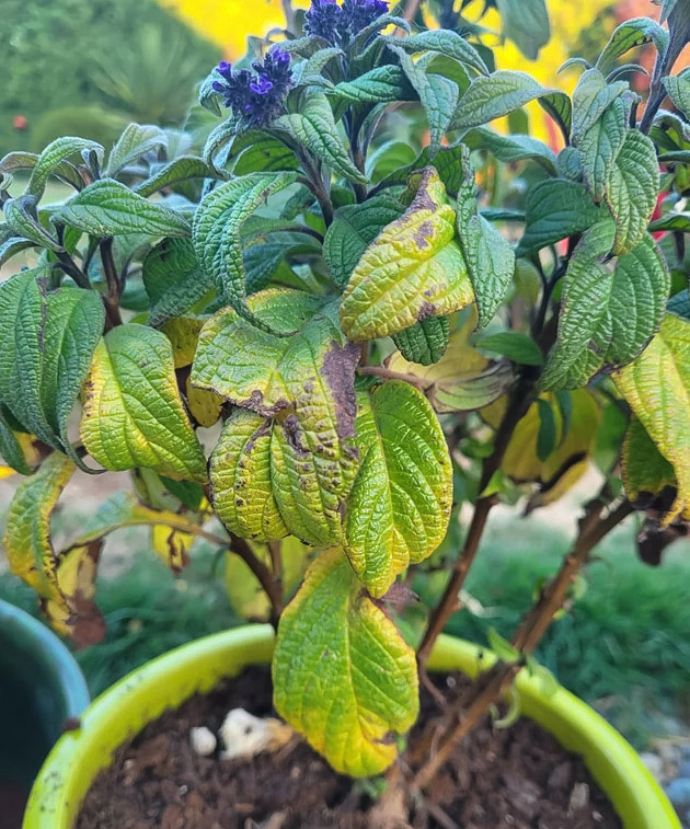 Mastering the Art of Growing Heliotropes