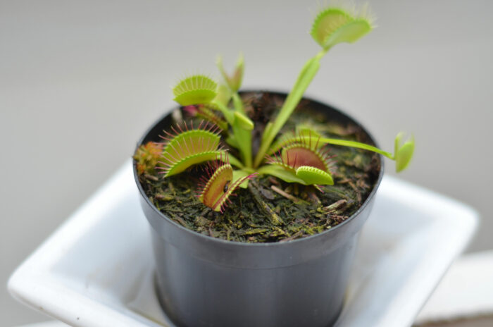 The Ultimate Guide to Caring for a Venus Fly Trap Effectively The Ultimate Guide to Caring for a Venus Fly Trap Effectively