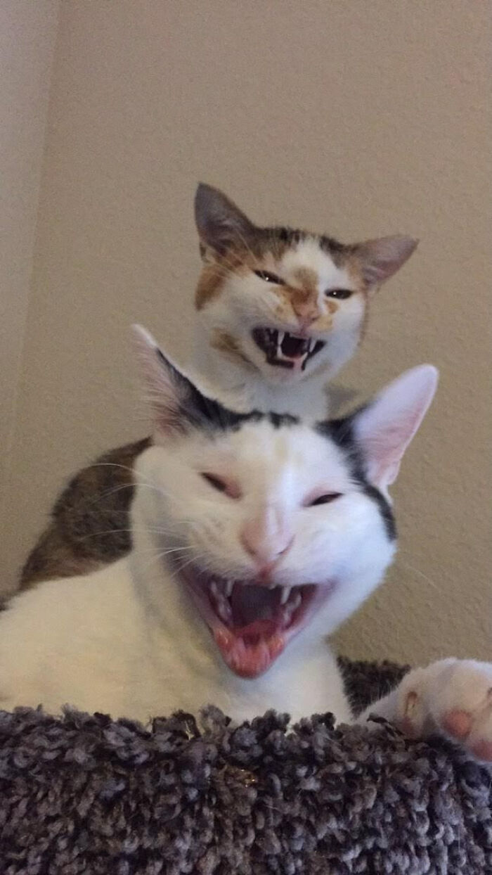 50 ‘Scrungy’ Cats That Were Caught Off Guard 50 ‘Scrungy’ Cats That Were Caught Off Guard