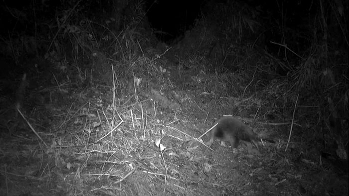 Scientists “Delighted” To Discover That A Bizarre 200-Million-Year-Old Species Isn’t Extinct