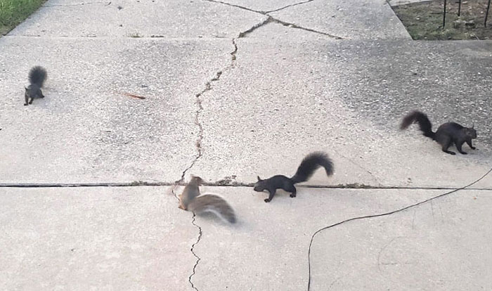 50 Amusing Pics That Show Different Countries Around The World Have Their Own Kinds Of “Pigeons” 50 Amusing Pics That Show Different Countries Around The World Have Their Own Kinds Of “Pigeons”