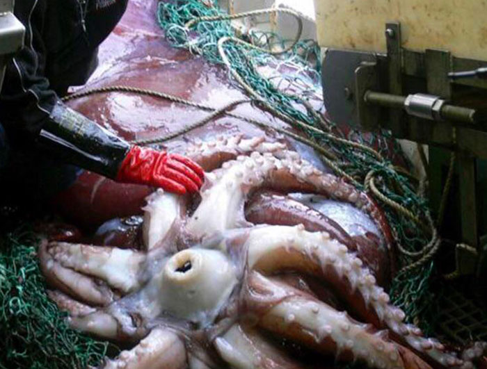 35 ‘Horror Stories’ From People Who Have Seen Things In The Ocean They Wish They Could Forget 35 ‘Horror Stories’ From People Who Have Seen Things In The Ocean They Wish They Could Forget