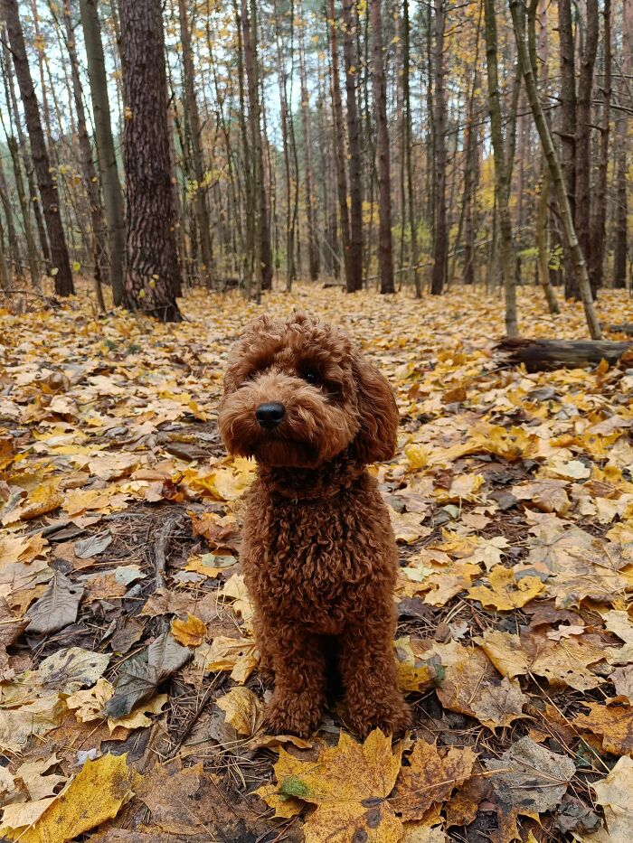 Hey Pandas, Share Photos Of Your Pets Playing In Autumn Leaves (Closed) Hey Pandas, Share Photos Of Your Pets Playing In Autumn Leaves (Closed)
