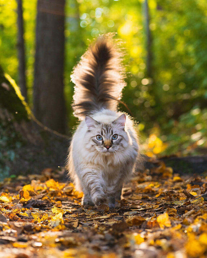Hey Pandas, Share Photos Of Your Pets Playing In Autumn Leaves (Closed) Hey Pandas, Share Photos Of Your Pets Playing In Autumn Leaves (Closed)
