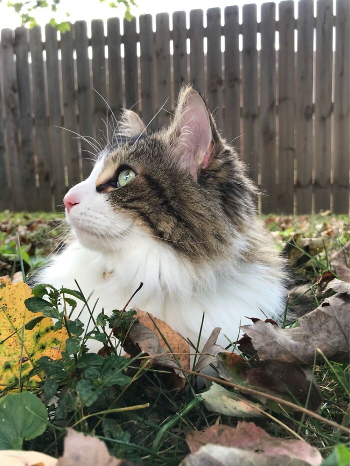 Hey Pandas, Share Photos Of Your Pets Playing In Autumn Leaves (Closed) Hey Pandas, Share Photos Of Your Pets Playing In Autumn Leaves (Closed)