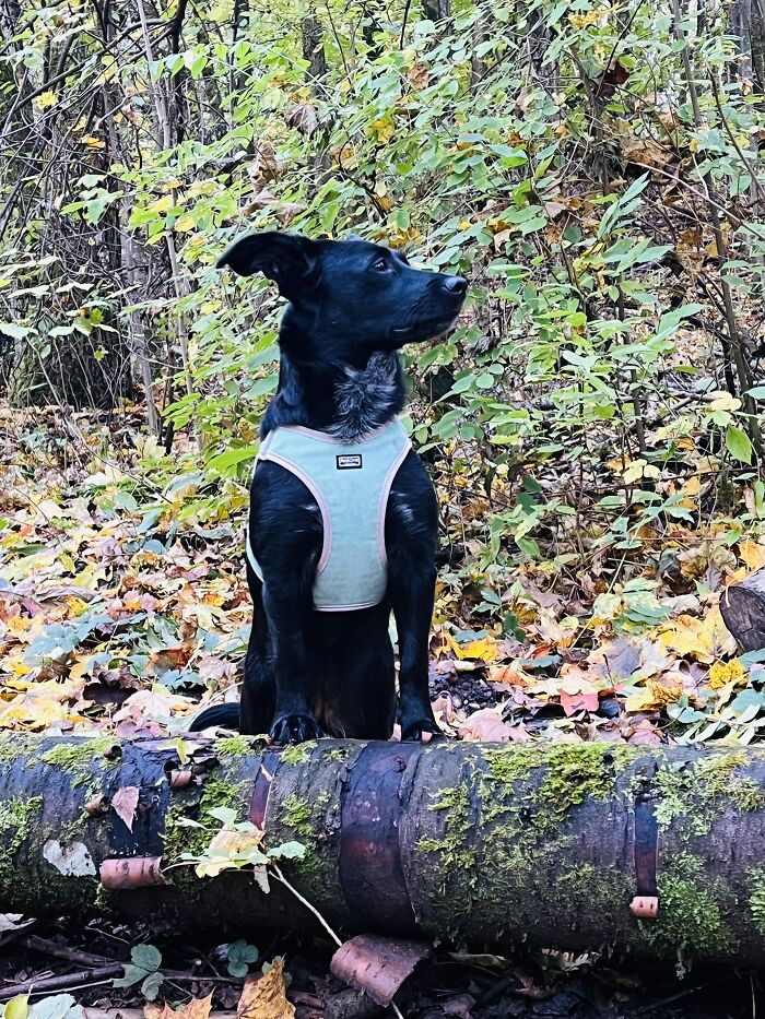 Hey Pandas, Share Photos Of Your Pets Playing In Autumn Leaves (Closed) Hey Pandas, Share Photos Of Your Pets Playing In Autumn Leaves (Closed)
