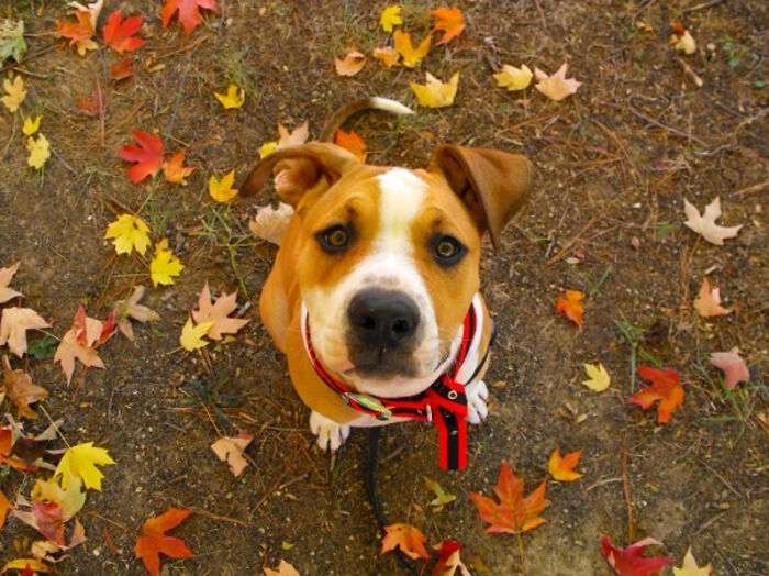 Hey Pandas, Share Photos Of Your Pets Playing In Autumn Leaves (Closed) Hey Pandas, Share Photos Of Your Pets Playing In Autumn Leaves (Closed)