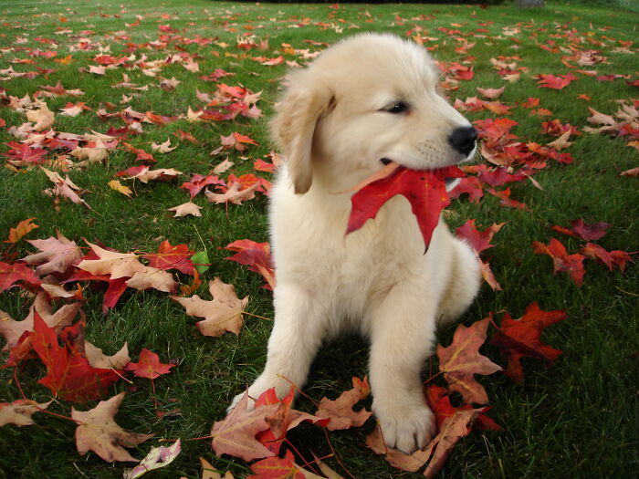 Hey Pandas, Share Photos Of Your Pets Playing In Autumn Leaves (Closed) Hey Pandas, Share Photos Of Your Pets Playing In Autumn Leaves (Closed)