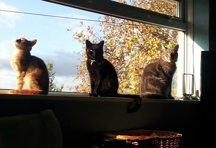 Hey Pandas, Share Photos Of Your Pets Playing In Autumn Leaves (Closed) Hey Pandas, Share Photos Of Your Pets Playing In Autumn Leaves (Closed)