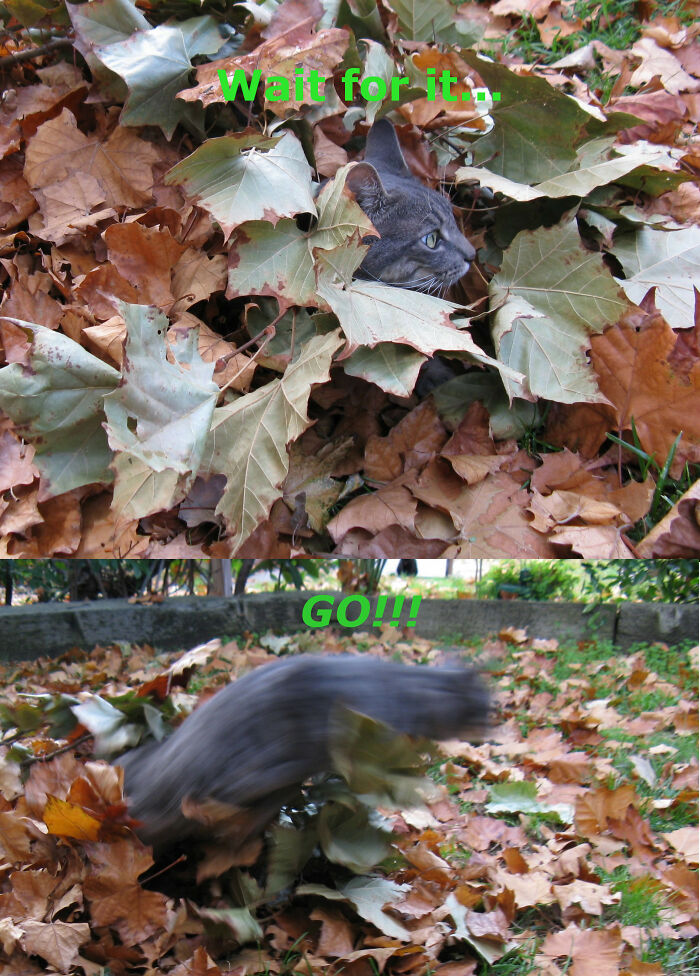 Hey Pandas, Share Photos Of Your Pets Playing In Autumn Leaves (Closed) Hey Pandas, Share Photos Of Your Pets Playing In Autumn Leaves (Closed)
