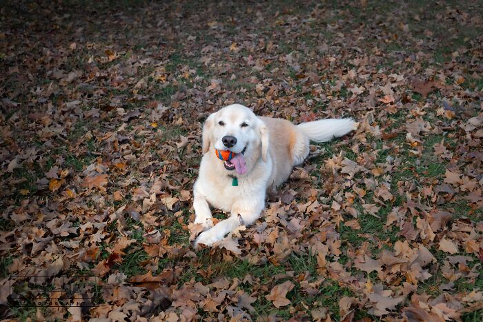 Hey Pandas, Share Photos Of Your Pets Playing In Autumn Leaves (Closed) Hey Pandas, Share Photos Of Your Pets Playing In Autumn Leaves (Closed)