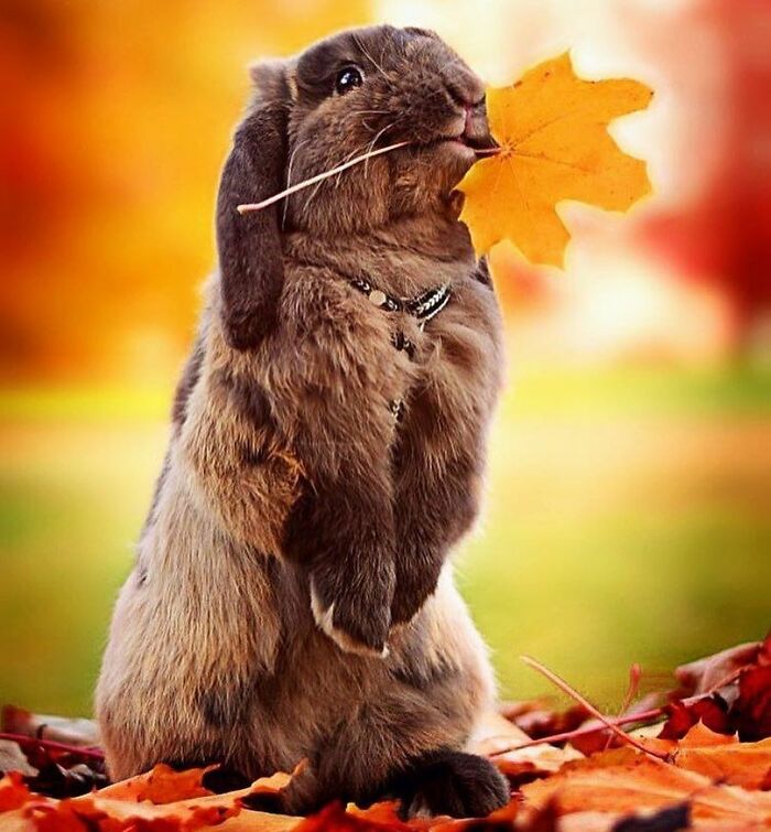 Hey Pandas, Share Photos Of Your Pets Playing In Autumn Leaves (Closed) Hey Pandas, Share Photos Of Your Pets Playing In Autumn Leaves (Closed)