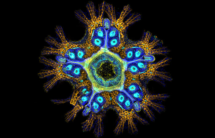 Scientists Discover “Very Weird” Truth About Starfish Heads, Solving Centuries-Old Mystery Scientists Discover “Very Weird” Truth About Starfish Heads, Solving Centuries-Old Mystery