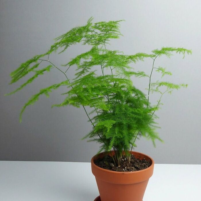 Asparagus Fern