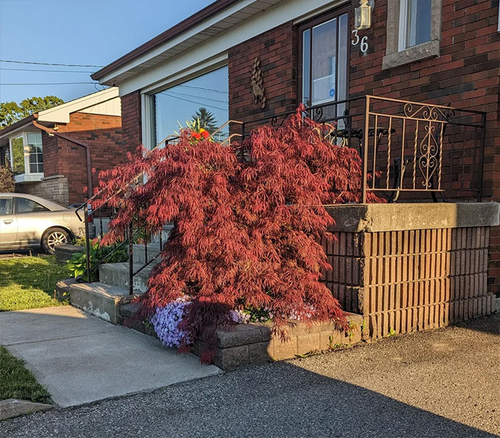 Japanese Maple Tree: Stunning Varieties and Care Tips Japanese Maple Tree: Stunning Varieties and Care Tips