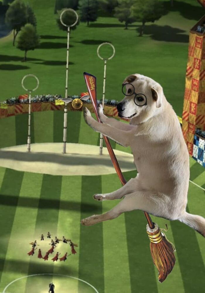 Guy Catches His Doggo Sitting Like A Person, Posts Pic Online, Gets These 29 Edits In Return Guy Catches His Doggo Sitting Like A Person, Posts Pic Online, Gets These 29 Edits In Return